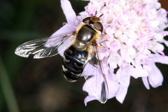 Scaeva pyrastri - Copyright Denis Bourgeois
